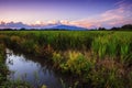 Beautiful landscape agriculture paddy field and rice farm at sunset