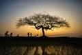 Beautiful landscape with alone tree silhouette at sunset with rice field