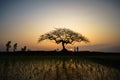 Beautiful landscape with alone tree silhouette at sunset with rice field