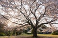 Beautiful landscape along the Kairakuen Royalty Free Stock Photo