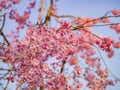 Beautiful landscape along the Kairakuen Royalty Free Stock Photo