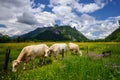 Beautiful landscape in the Alps with cows grazing in green meadows, typical countryside and farm between mountains. Royalty Free Stock Photo