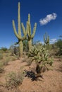 Beautiful landscape in american southwest with cacti Royalty Free Stock Photo