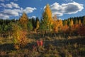 Beautiful landscape in autumn birch grove. Autumn, yellow and red forest, nature autumn landscape