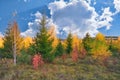 Beautiful landscape in autumn birch grove. Autumn, yellow and red forest, nature autumn landscape