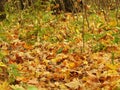 Beautiful landscape of autumn leaves in nature close up