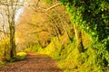 Beautiful landscape. Autumn Pathway alley Co.Cork, Ireland. Royalty Free Stock Photo