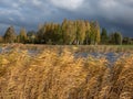 Beautiful landscape of autumn scenery with big lake, spur trees, birch trees and vegetation Royalty Free Stock Photo