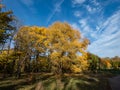 Beautiful landscape of autumn scenery with birch trees and vegetation changing leaves colours to yellow Royalty Free Stock Photo