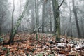 Beautiful landscape background of foggy autumn pine and spruce forest with fallen leaves Royalty Free Stock Photo