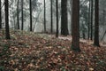 Beautiful landscape background of foggy autumn pine and spruce forest with fallen leaves in the foreground after first snow Royalty Free Stock Photo