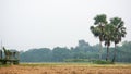 A Beautiful landscape on the Bangladesh Agriculture rice Fields