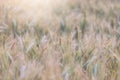 Beautiful landscape of Barley field in summer at sunset time, Harvest time yellow rice field Royalty Free Stock Photo