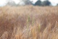 Beautiful landscape of Barley field in summer at sunset time, Harvest time yellow rice field in Thailand Royalty Free Stock Photo