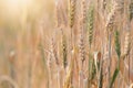 Beautiful landscape of Barley field in summer at sunset time, Harvest time yellow rice field in Thailand Royalty Free Stock Photo