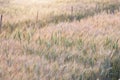 Beautiful landscape of Barley field at sunset time Royalty Free Stock Photo