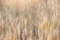 Beautiful landscape of Barley field at sunset time Royalty Free Stock Photo