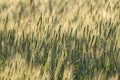 Beautiful landscape of Barley field at sunset time Royalty Free Stock Photo