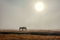 Horses in Bayanbulak Grassland in Spring mist morning