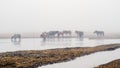 Horses drinking water in Bayanbulak in Spring mist morning