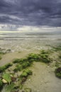 Beautiful landscape on the beach with seaweed on the rock