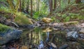 Beautiful landscape, bed of a mountain river with reflection and a stream of clear water in the shade of trees in a Royalty Free Stock Photo