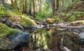 Beautiful landscape, bed of a mountain river with reflection and a stream of clear water in the shade of trees in a California