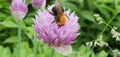 Bee on a flower,wonderful pollination. Royalty Free Stock Photo