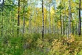 Beautiful landscape of the beginning of autumn on the river bank. Royalty Free Stock Photo