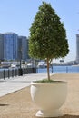 Beautiful landscape of a big city with green tree and skyscrapers and boat Royalty Free Stock Photo