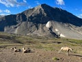 Beautiful landscape of bighorn sheep grazing in front of a mountain under a blue sky with clouds. Royalty Free Stock Photo