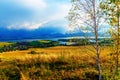 Beautiful landscape. birch tree in the foreground