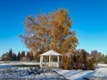 Beautiful landscape of birch tree with yellow leaves and rose gazebo covered with white snow