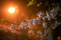 Beautiful landscape of blooming cherry at golden sunset, sign of spring