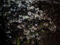 Beautiful landscape of blooming cherry tree at sunset, sign of spring