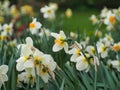 white and yellow daffodils growing in a field Royalty Free Stock Photo