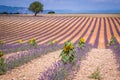 Beautiful landscape of blooming lavender field,lonely tree uphill on horizon. Provence, France, Europe. Royalty Free Stock Photo