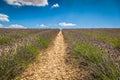 Lavender flower blooming scented fields in endless rows. Valensole plateau, provence, france, europe. Royalty Free Stock Photo