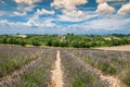 Lavender flower blooming scented fields in endless rows. Valensole plateau, provence, france, europe. Royalty Free Stock Photo