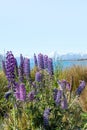 A beautiful landscape of blooming lupines, a lake and snowy mountains. Spring in New Zealand, Lake Tekapo. Travel