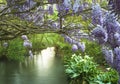 Beautiful landscape with blooming purple wisteria above the quiet river