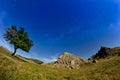 Beautiful landscape with a blue starry sky, a lonely tree and rocks