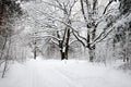 Beautiful landscape with oaks and snow-covered path in winter forest at overcast winter day Royalty Free Stock Photo