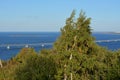 Beautiful landscape with bridge over the Volga river and birch trees on foreground Royalty Free Stock Photo