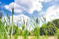 Beautiful landscape of bull rushes and reed mace in the blue sky, summer day with sunlight green landscape background