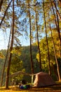 Beautiful Landscape Camping In Pine Forest Trees At Pang-Ung, Mae Hong Son, Thailand