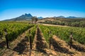 Beautiful landscape of Cape Winelands, wine growing region in South Africa