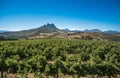 Beautiful landscape of Cape Winelands, wine growing region in South Africa