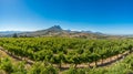 Beautiful landscape of Cape Winelands, wine growing region in South Africa Royalty Free Stock Photo