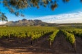 Beautiful landscape of Cape Winelands, wine growing region in South Africa Royalty Free Stock Photo